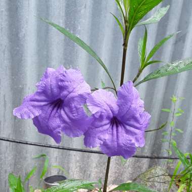 Ruellia simplex