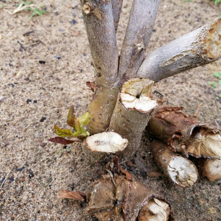 plant image 377877