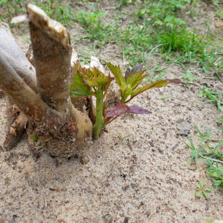 plant image 380932