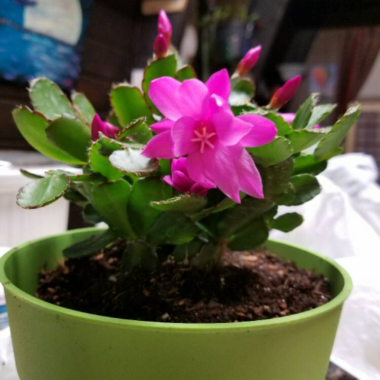 plant image 383953