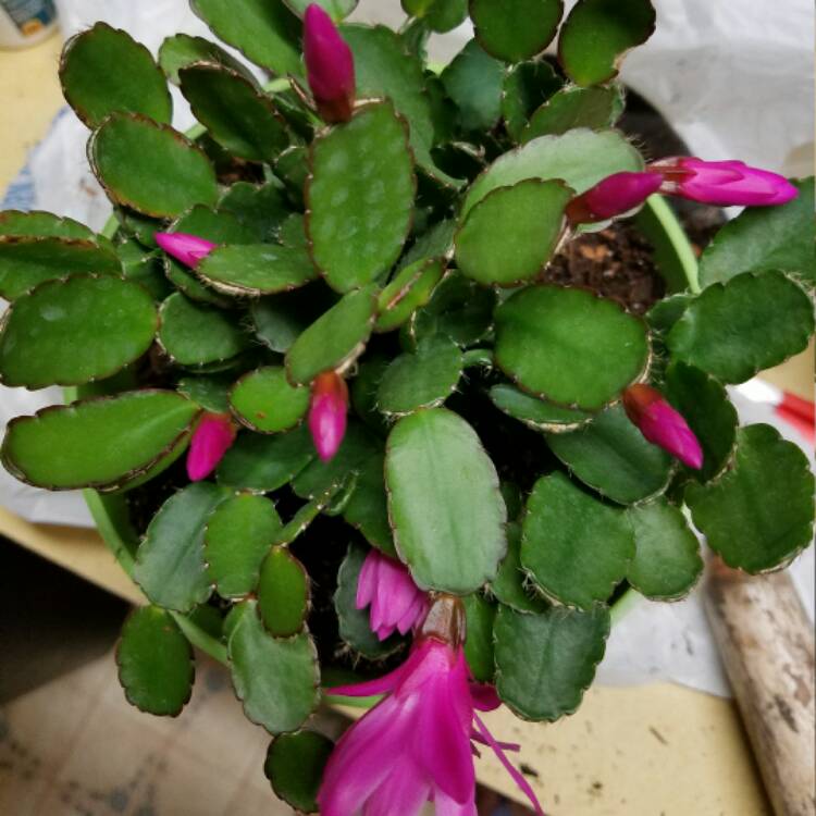 plant image 383954