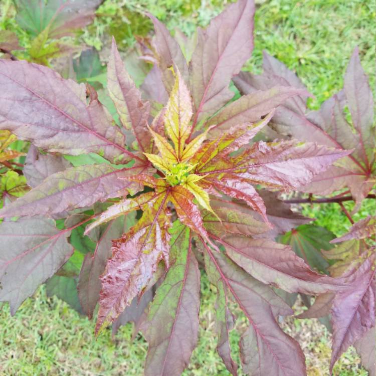 plant image 436853
