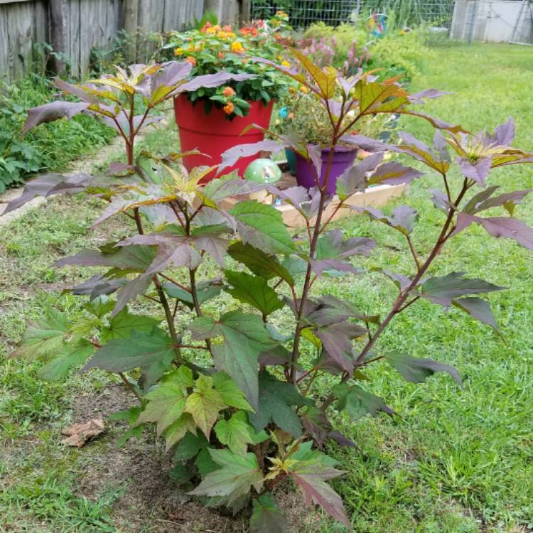 plant image 436854