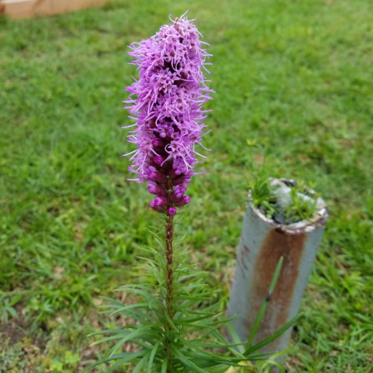 Plant image Liatris punctata