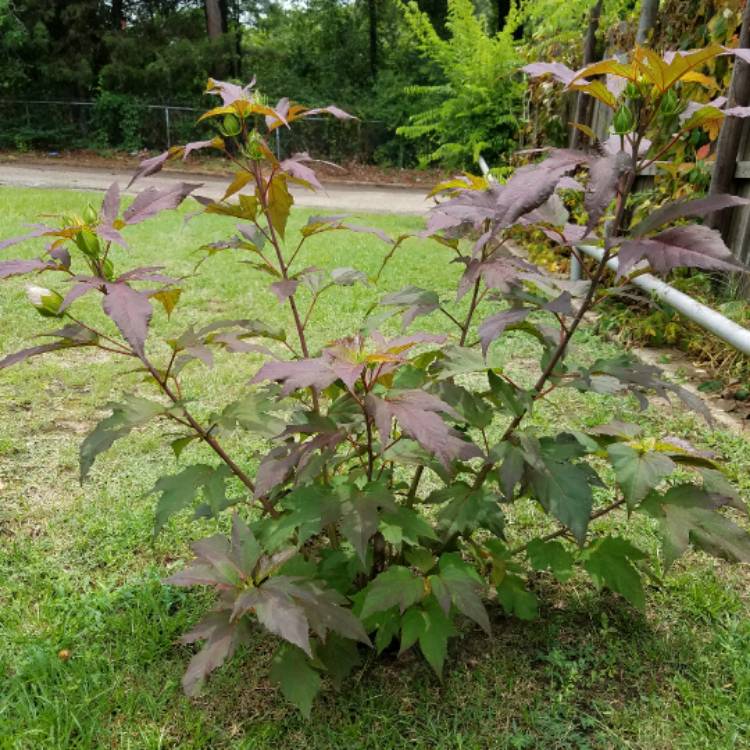 plant image 461251