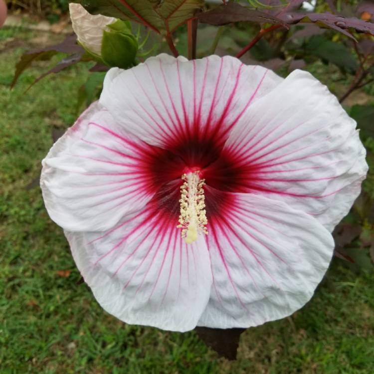 plant image 462447
