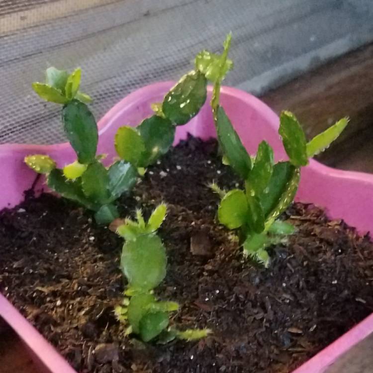 plant image 464737