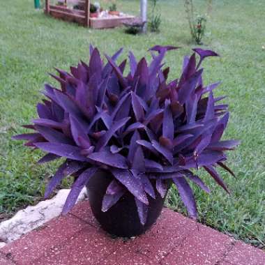 Tradescantia pallida 'Purpurea' syn. Tradescantia pallida 'Purple Heart'