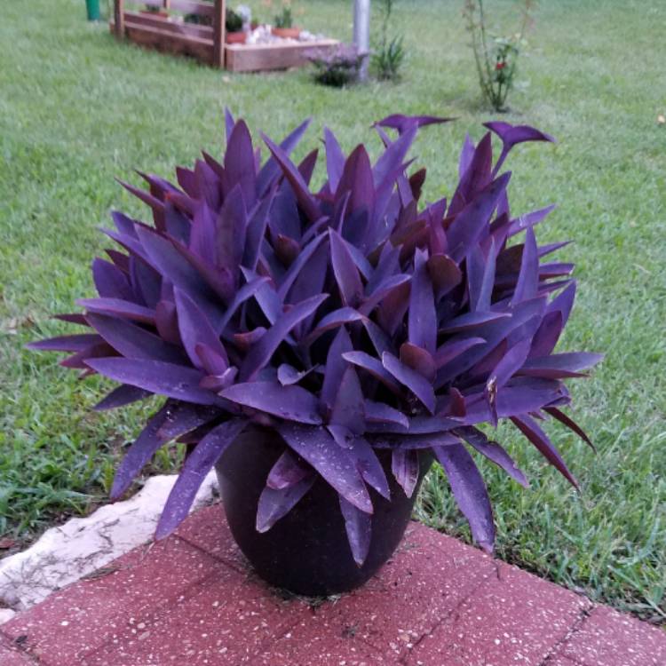 plant image 464740