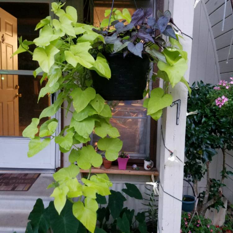 Plant image Ipomoea Batatas 'Sweet Caroline Green'