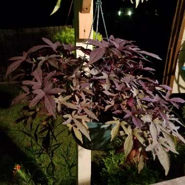 Ipomoea batatas 'Blackie'