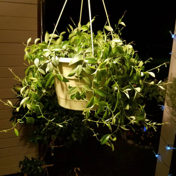 plant image 464763