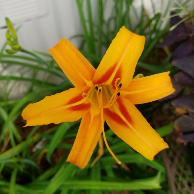 Plant image Hemerocallis 'Bonnie John Seton'