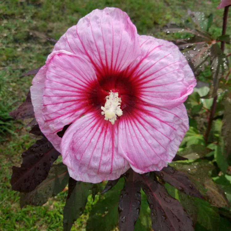plant image 469868