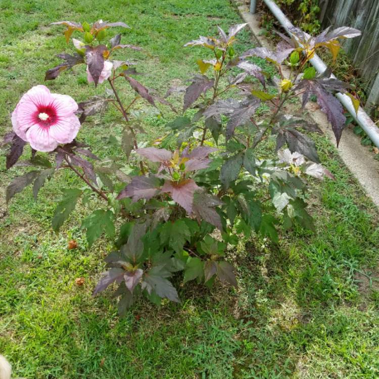plant image 469869