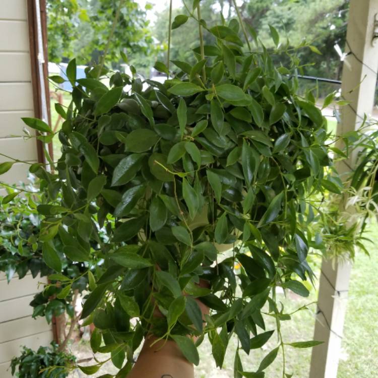 plant image 470401