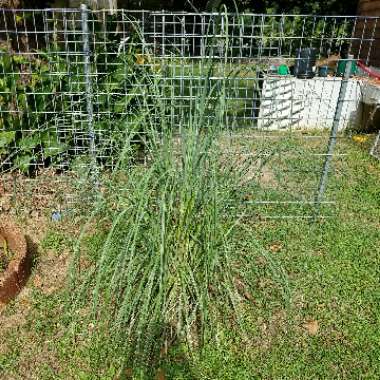 Cortaderia selloana