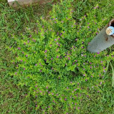 Cuphea hyssopifolia 'Allyson'