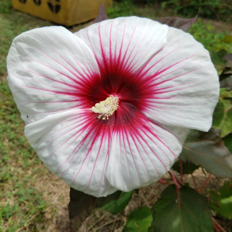 plant image 534485