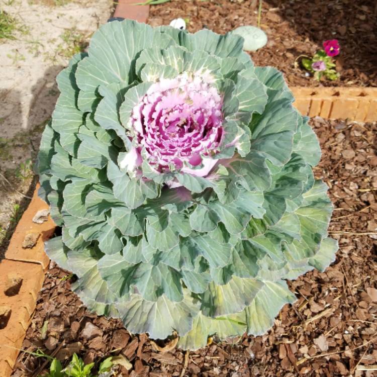 plant image 591198