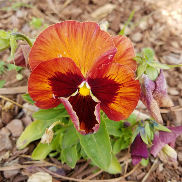 plant image 591202