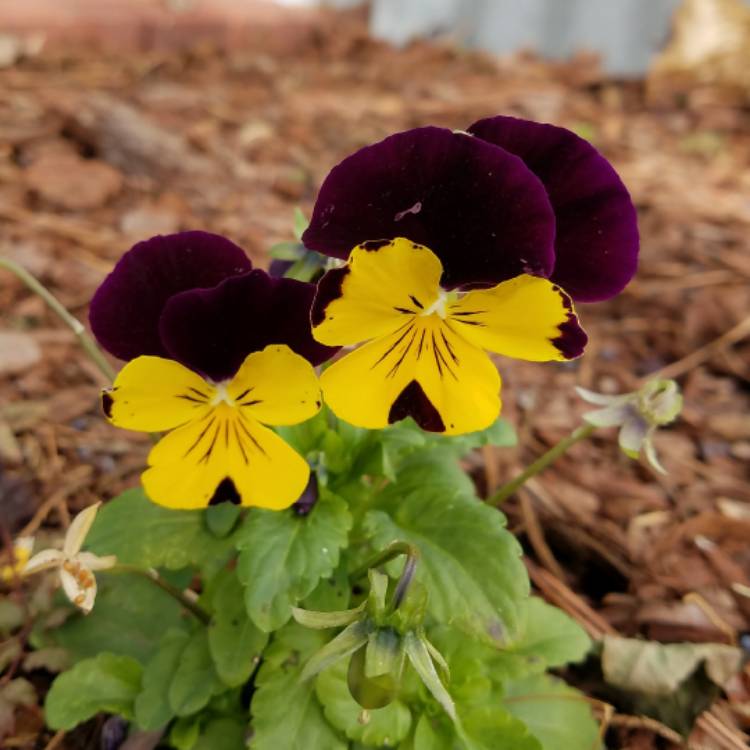 plant image 591205