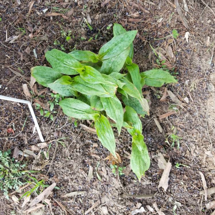 plant image 619454 plant image 619454