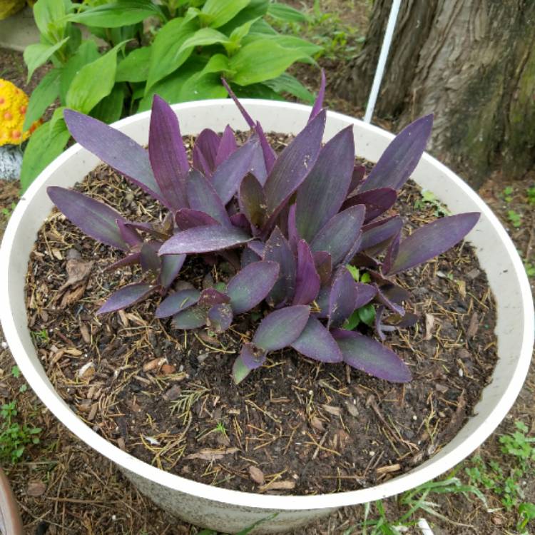 plant image 648161