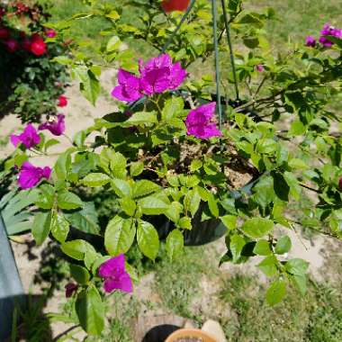 Bougainvillea
