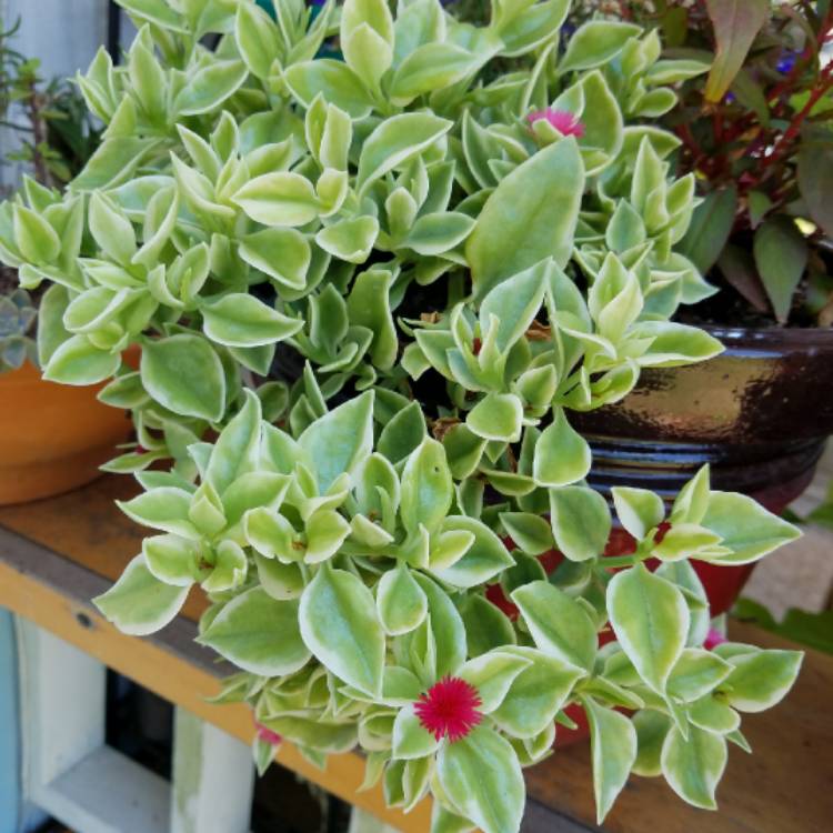 Plant image Aptenia cordifolia variegata 'Crystal'
