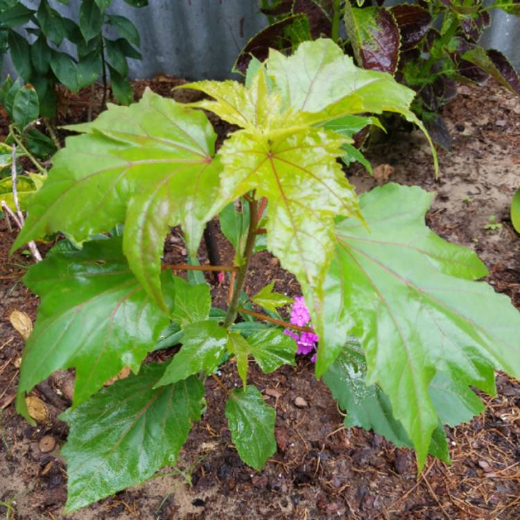 plant image 753313