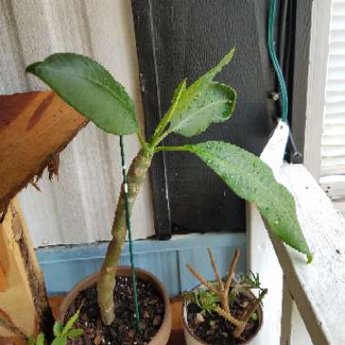 Plumeria
