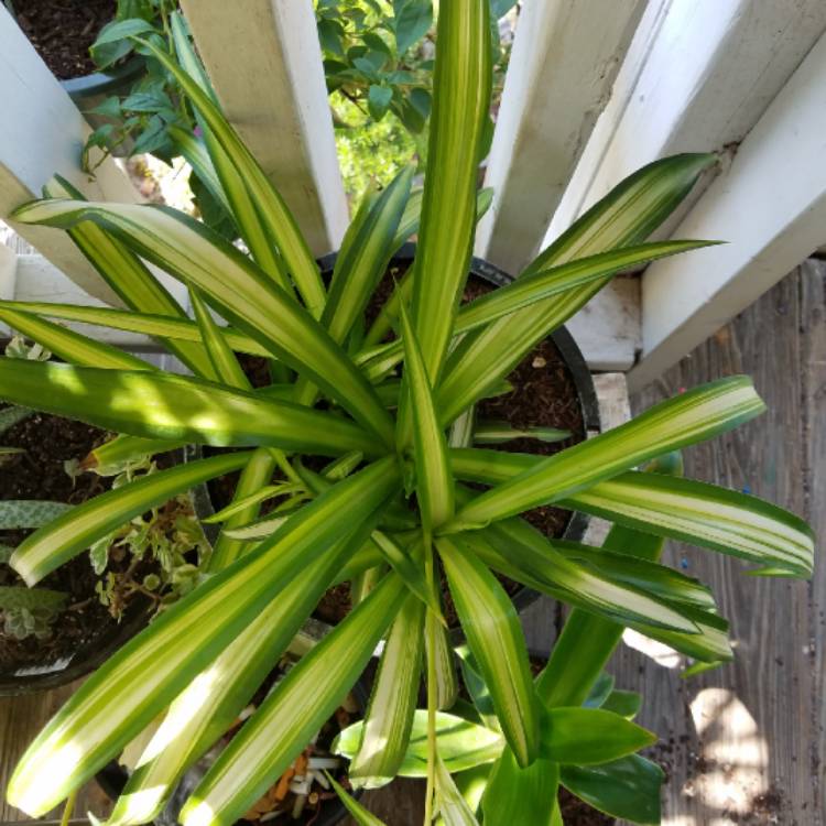 plant image 794074 plant image 794074