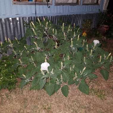 Datura wrightii