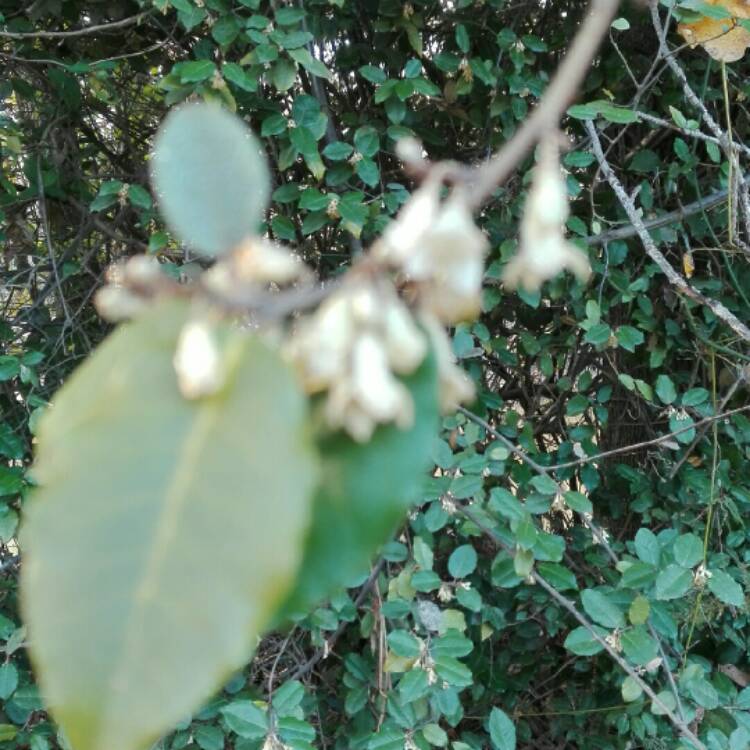 plant image 282151