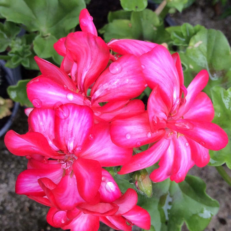 Pelargonium (Geranium)
