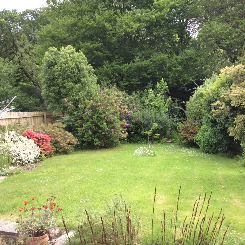 Pam's garden