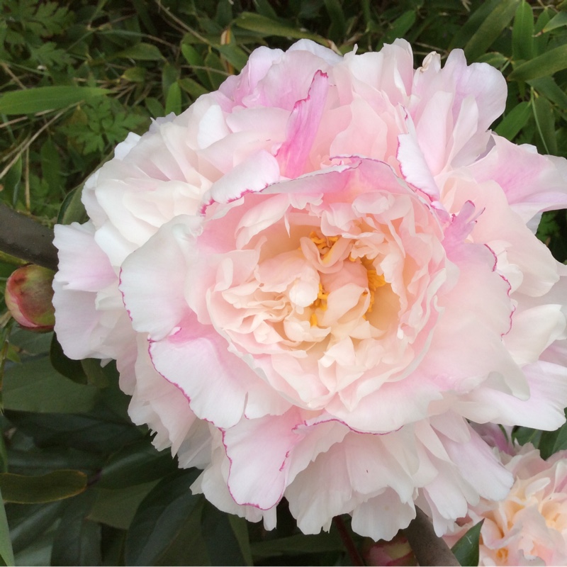 Peony