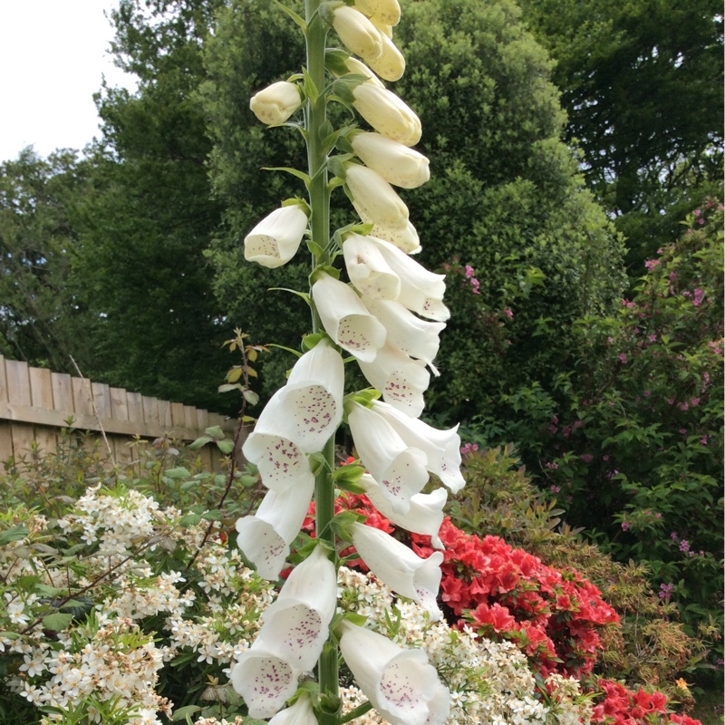 White foxglove