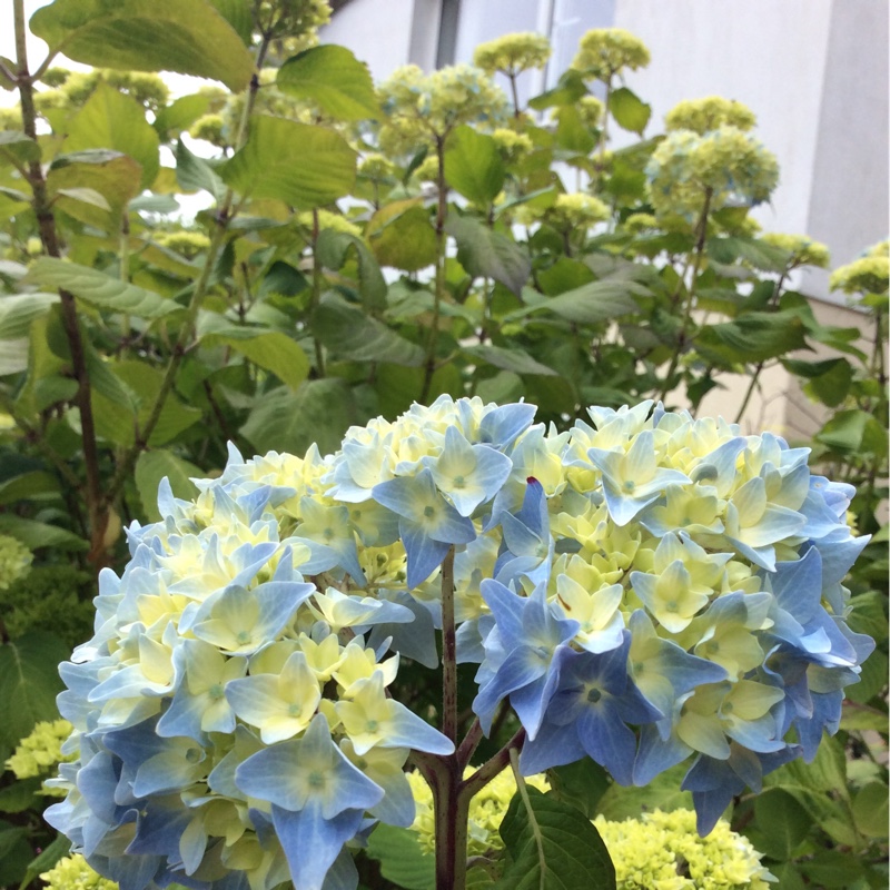Hydrangea