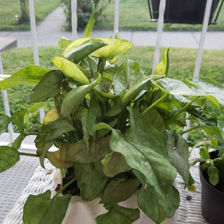 plant image 1147889