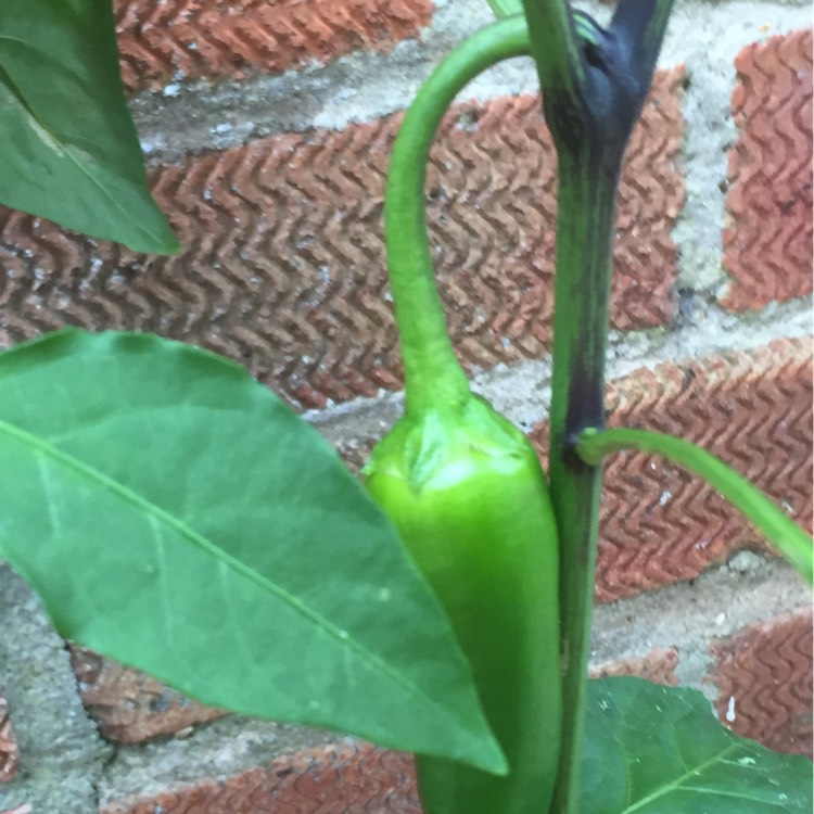 Plant image Capsicum Annuum 'Thai Hot'