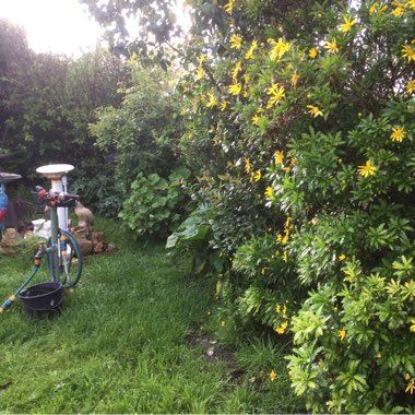 Pamela's garden