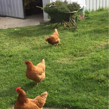 Pamela's garden