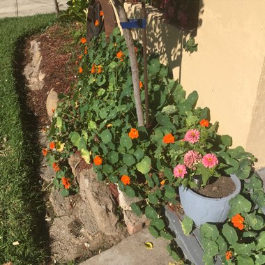Pamela's garden