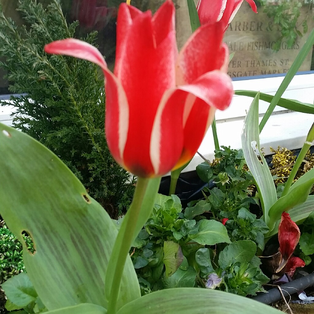 plant image 44220