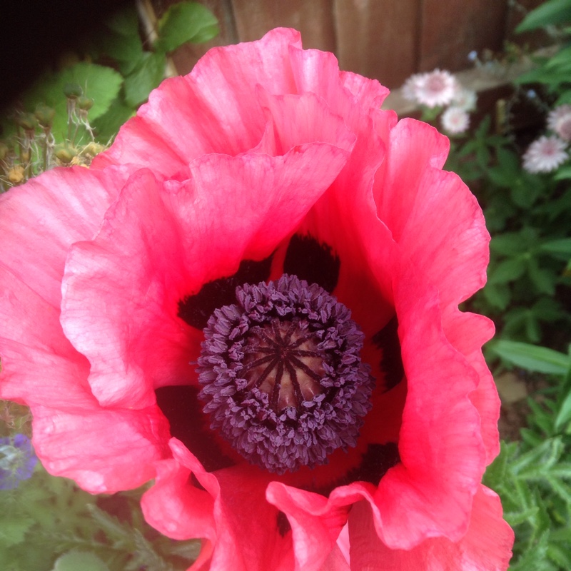 plant image 113783