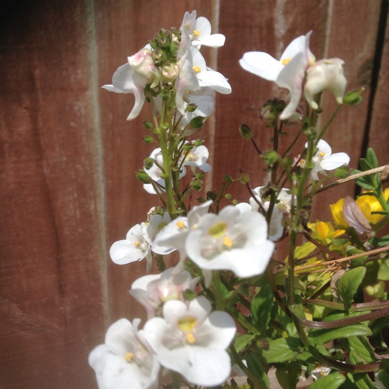 Plant image Diascia 'Juliet White'