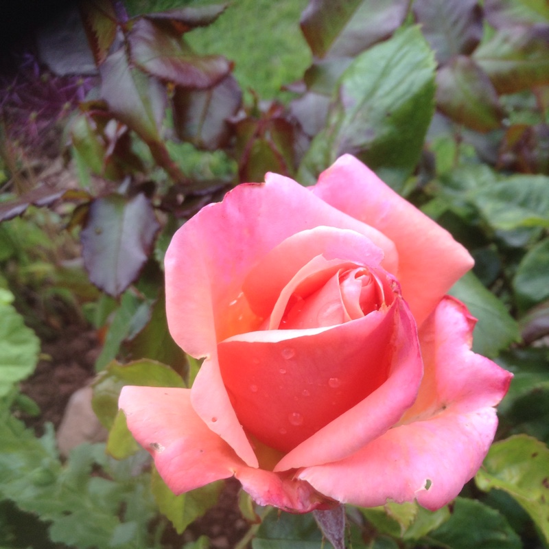 plant image 128516