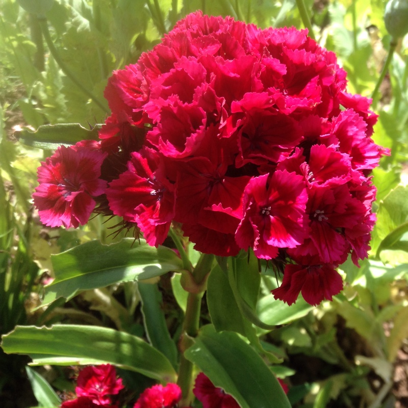 plant image 162388